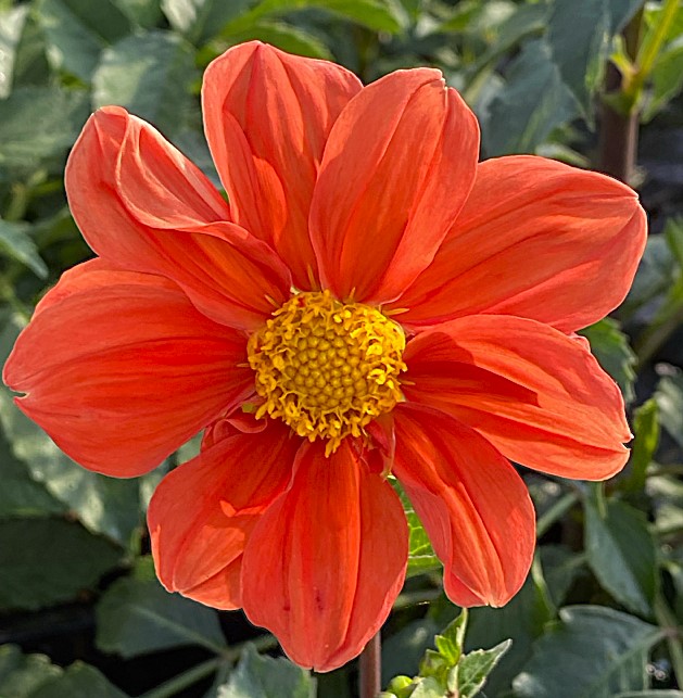 Dahlia G F Hemerik